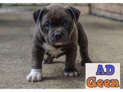 used Healthy American Bully Puppies available 9793862529 for sale 